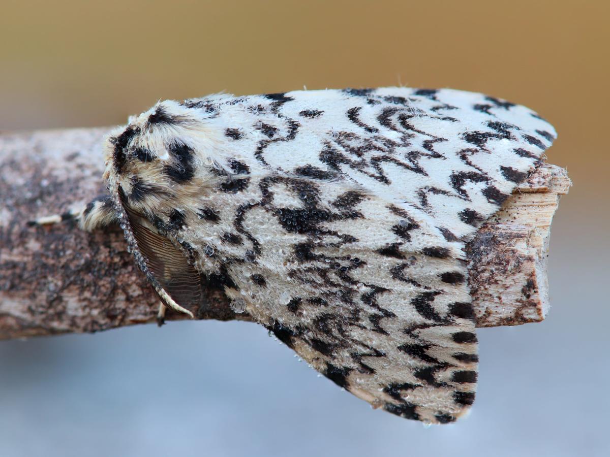 20260814 Lymantria monacha