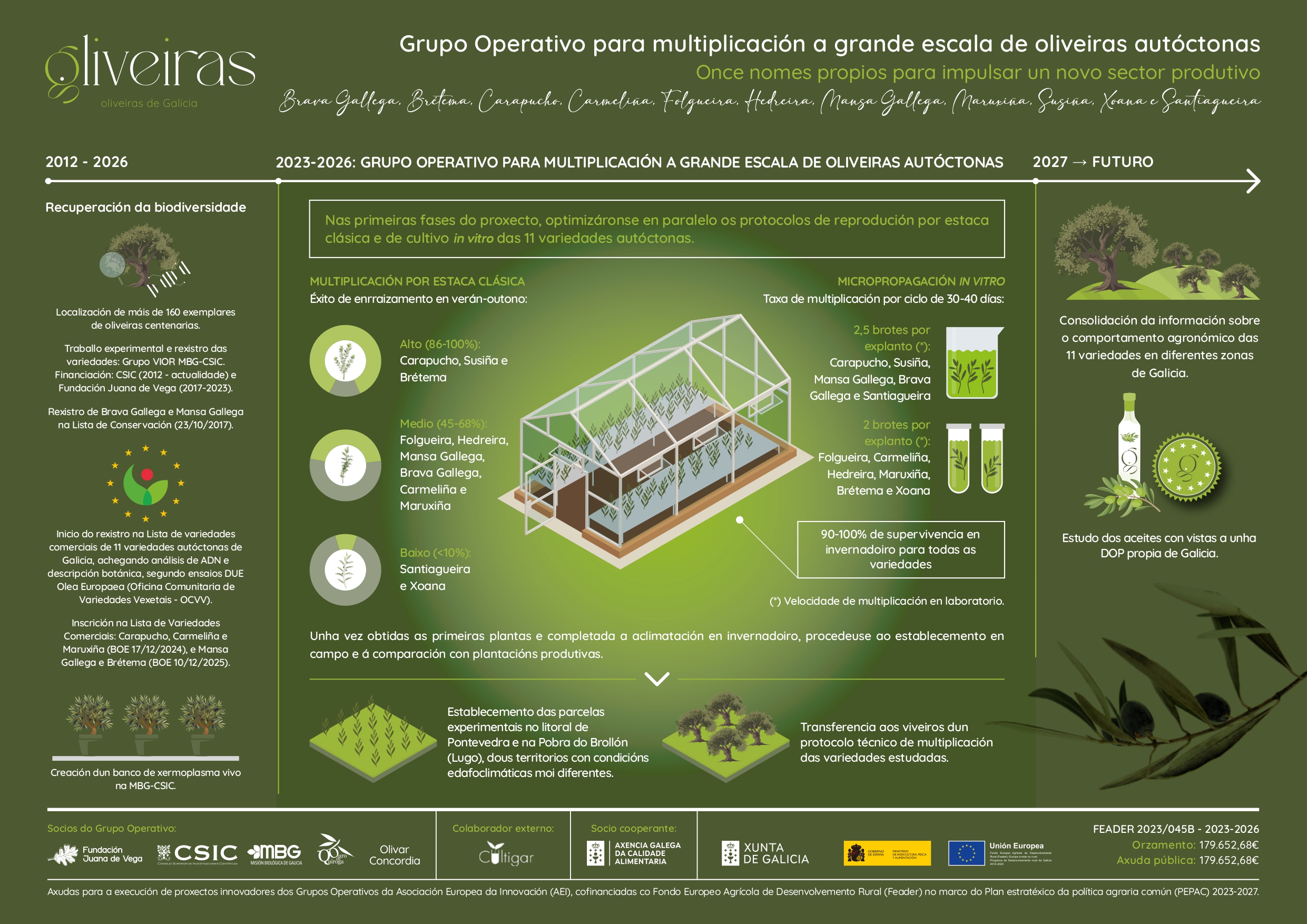 El proyecto "Oliveiras de Galicia" traza el camino desde la recuperación de olivos centenarios y variedades autóctonas hasta su multiplicación a gran escala, con la mirada puesta en consolidar una nueva olivicultura gallega y avanzar hacia una posible DOP propia.