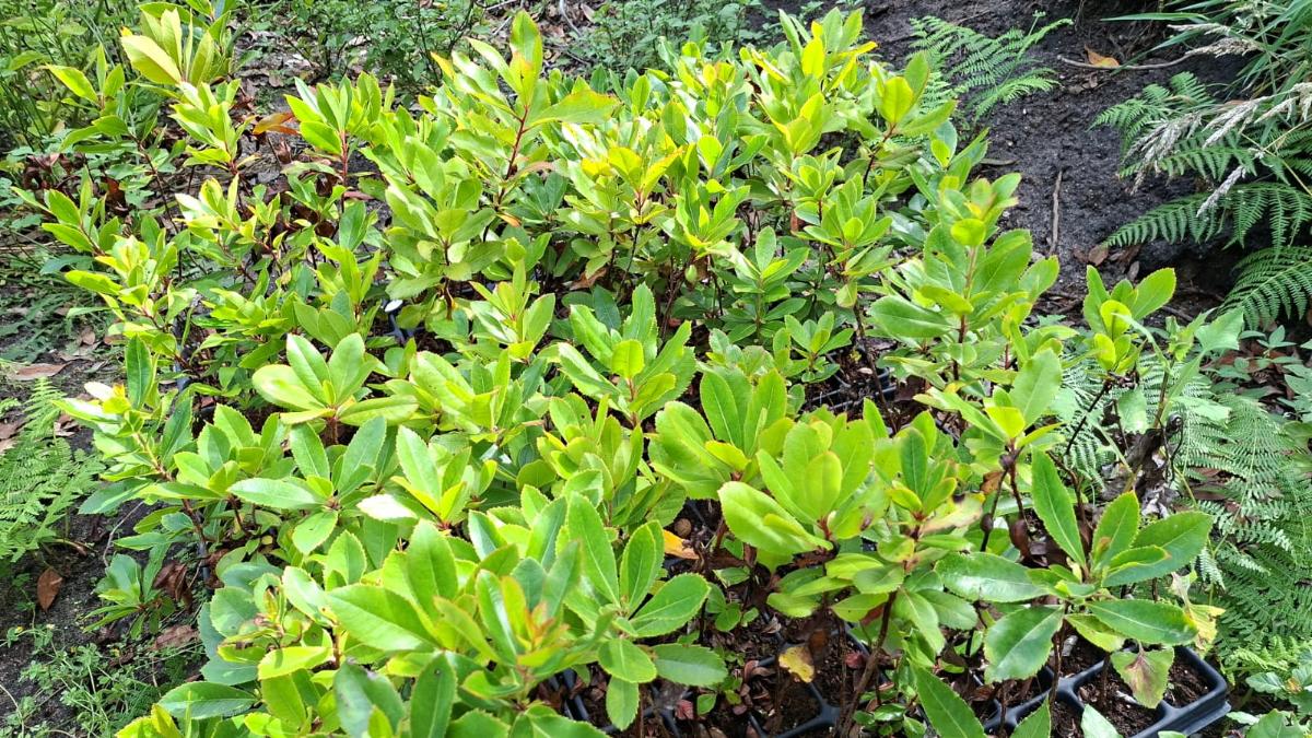 Plantas autóctonas producidas en vivero a partir de semillas recogidas en el entorno del Parque Nacional, destinadas a los futuros trabajos de restauración de los ecosistemas insulares.