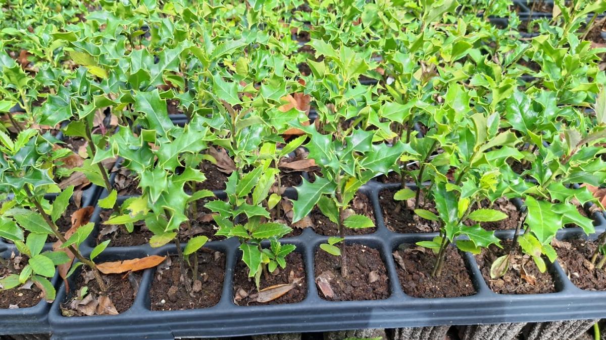 Ejemplares jóvenes de acebo (Ilex aquifolium) crecen en vivero antes de su traslado a las zonas seleccionadas para recuperar la vegetación autóctona de las islas.