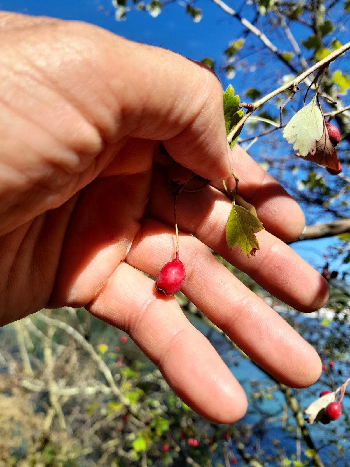 Recogida de frutos de espino albar (Crataegus monogyna), una de las especies protagonistas de la campaña de 2025, con 2.850 semillas viables obtenidas para producir nueva planta autóctona.