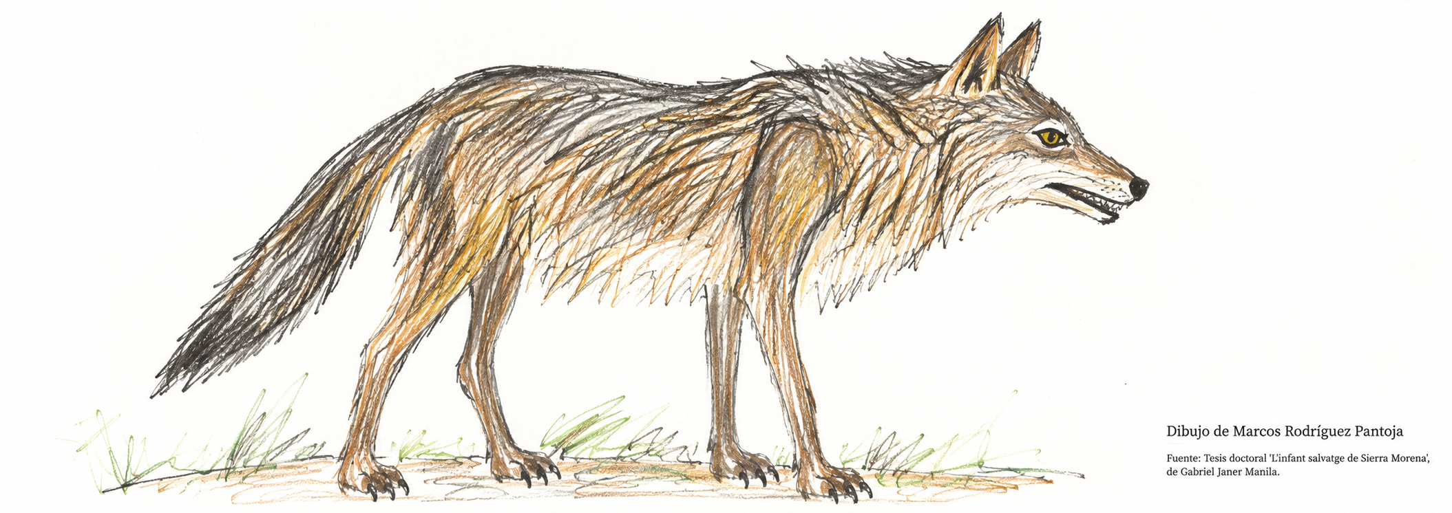 Lobo dibujado por Marcos Rodríguez Pantoja a partir de sus recuerdos de la vida en Sierra Morena. Dibujo reproducido en la tesis doctoral 'L'infant salvatge de Sierra Morena', de Gabriel Janer Manila.
